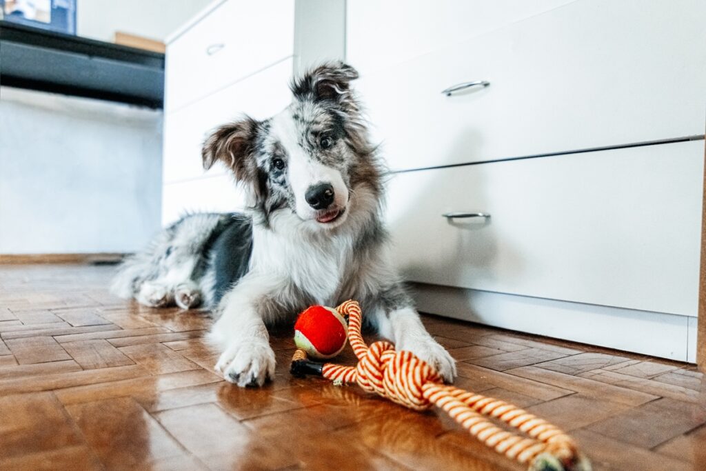 alguns-caes-aprendem-nomes-de-objetos-apenas-ouvindo-humanos