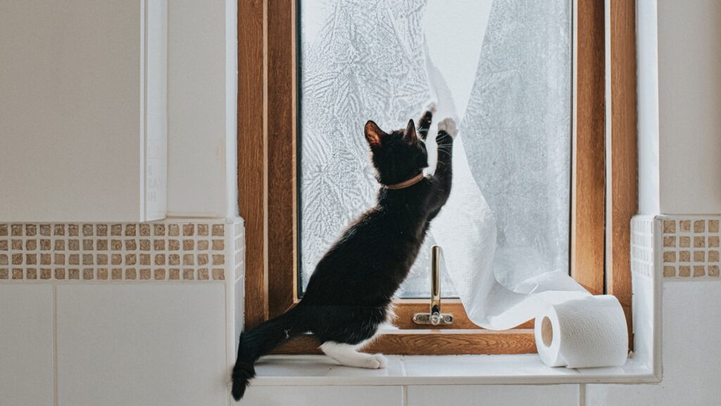 perigo!-descubra-os-itens-comuns-em-casa-que-sao-toxicos-para-gatos