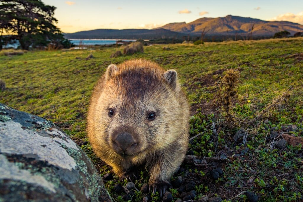 wombat-e-o-unico-animal-do-mundo-a-fazer-coco-em-cubos.-entenda