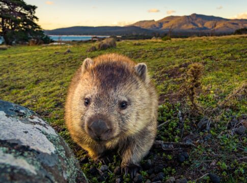 wombat-e-o-unico-animal-do-mundo-a-fazer-coco-em-cubos.-entenda