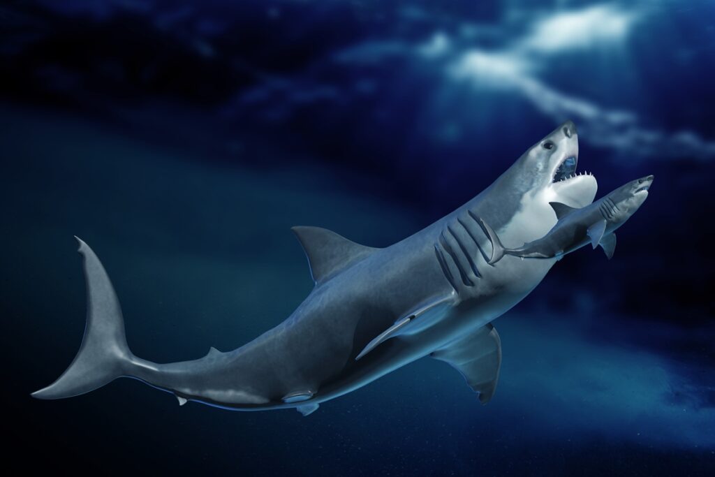 restos-de-tubarao-revelam-por-que-o-megalodonte-se-tornou-tao-grande