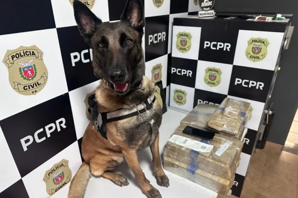 pr:-homem-e-preso-com-24-quilos-de-maconha-escondidos-em-onibus