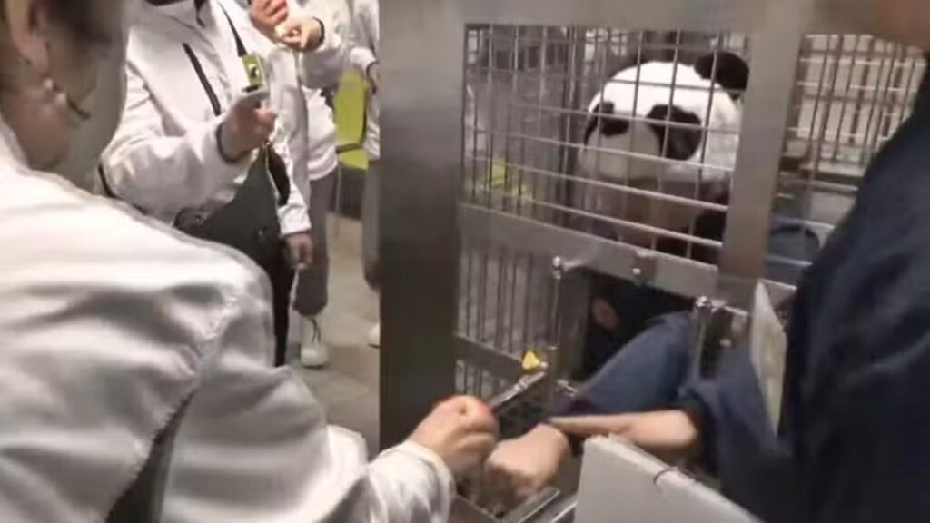 adeus-pandas,-ola-humanos:-a-atracao-mais-inusitada-de-parque-no-japao