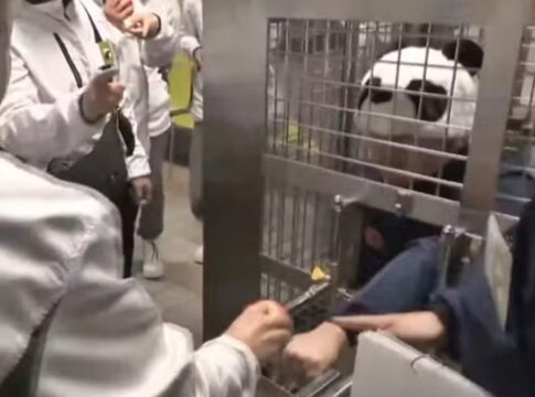 adeus-pandas,-ola-humanos:-a-atracao-mais-inusitada-de-parque-no-japao