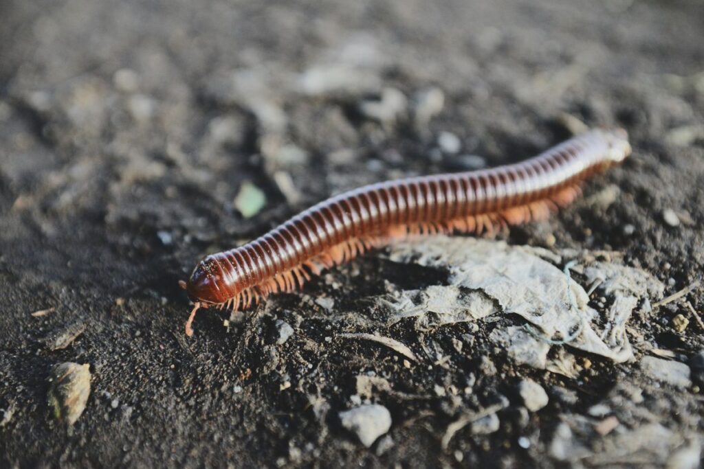 encontrou-uma-lacraia-em-casa?-saiba-riscos-e-o-que-pode-significar