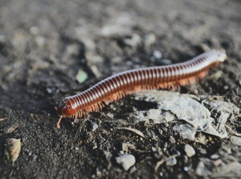 encontrou-uma-lacraia-em-casa?-saiba-riscos-e-o-que-pode-significar