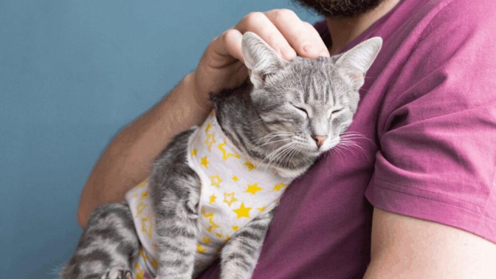 cachorro-ou-gato:-descubra-qual-combina-mais-com-seu-estilo-de-vida