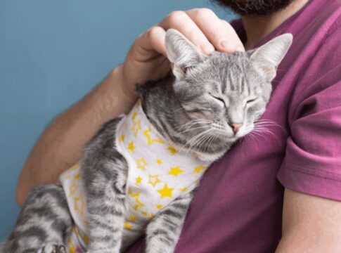 cachorro-ou-gato:-descubra-qual-combina-mais-com-seu-estilo-de-vida