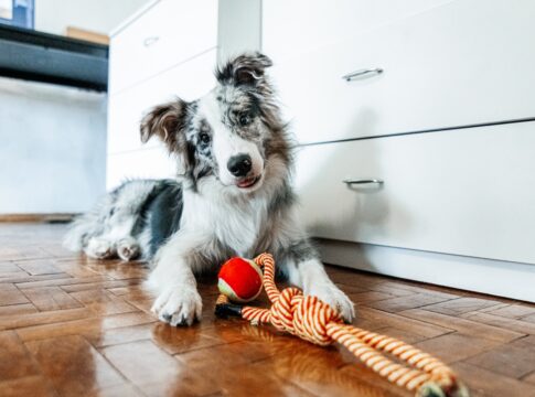 lei-preve-multa-para-quem-viaja-e-deixa-o-pet-sozinho-em-casa
