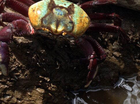 calendario-de-defeso-do-caranguejo-uca-comeca-dia-18-proximo