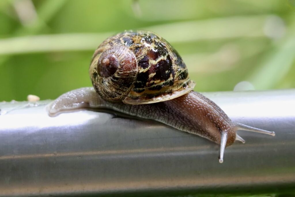 caramujos-podem-intoxicar-caes:-veja-riscos-e-como-proteger-seu-pet