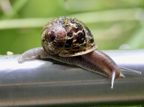 caramujos-podem-intoxicar-caes:-veja-riscos-e-como-proteger-seu-pet