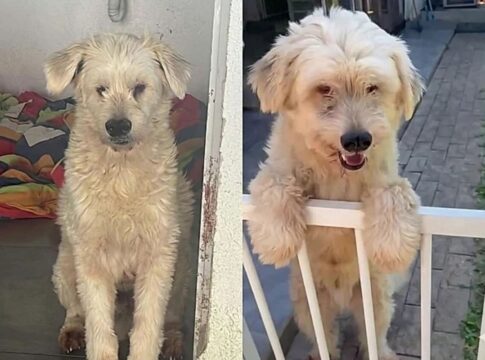 cachorro-aguarda-ha-tres-anos-por-adocao-e-motivo-surpreende-a-web