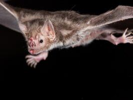 biologo-orienta-como-agir-quando-um-morcego-entra-em-casa