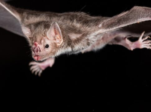 biologo-orienta-como-agir-quando-um-morcego-entra-em-casa