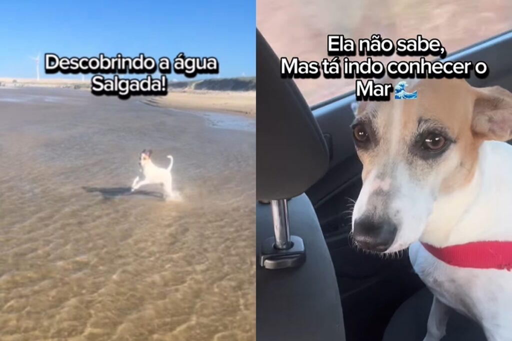 vira-lata-adotada-de-cativeiro-emociona-a-web-ao-conhecer-o-mar