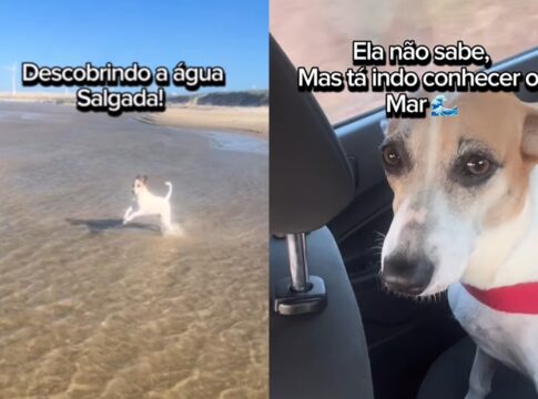 vira-lata-adotada-de-cativeiro-emociona-a-web-ao-conhecer-o-mar