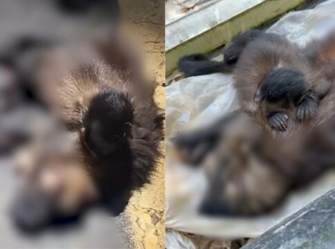 filhote-de-macaco-prego-“chora”-apos-mae-morrer-atropelada-no-es.-video