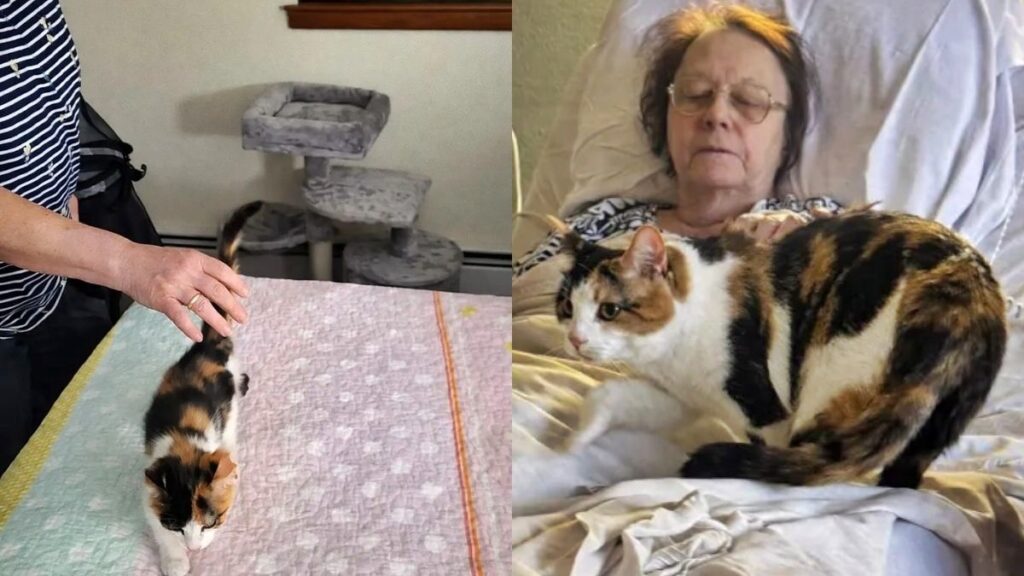 video:-gata-comove-a-web-ao-visitar-cadeira-da-tutora-falecida