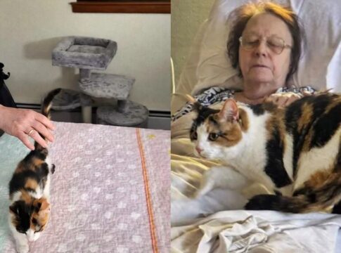 video:-gata-comove-a-web-ao-visitar-cadeira-da-tutora-falecida