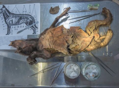 ultima-refeicao-de-lobo-ajuda-a-explicar-sumico-de-rinoceronte-antigo