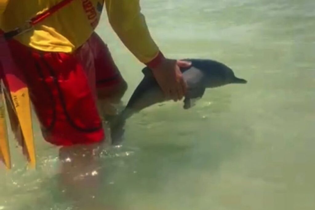 minigolfinho-e-avistado-em-praia-do-guaruja-e-area-e-isolada.-veja-video
