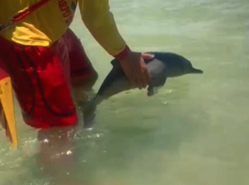 minigolfinho-e-avistado-em-praia-do-guaruja-e-area-e-isolada.-veja-video