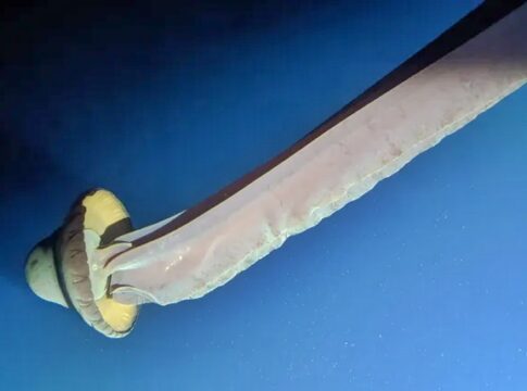 rara:-especie-de-agua-viva-gigante-tem-tentaculos-que-medem-10-metros