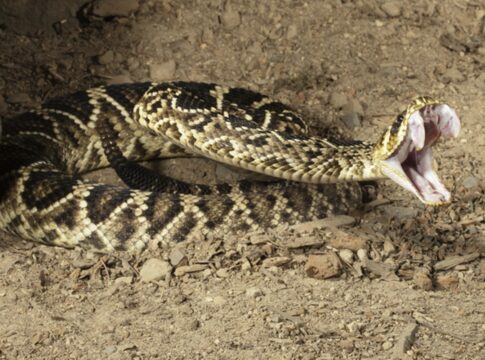 estudo-com-veneno-da-jararaca-revela-nova-funcionalidade-das-proteinas