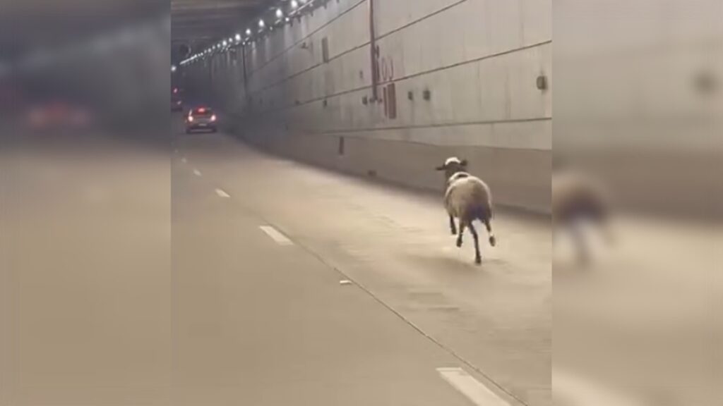 ovelha-e-flagrada-correndo-entre-os-carros-no-tunel-de-taguatinga.-veja-video