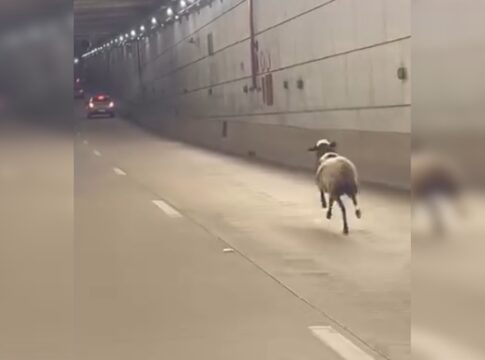 ovelha-e-flagrada-correndo-entre-os-carros-no-tunel-de-taguatinga.-veja-video