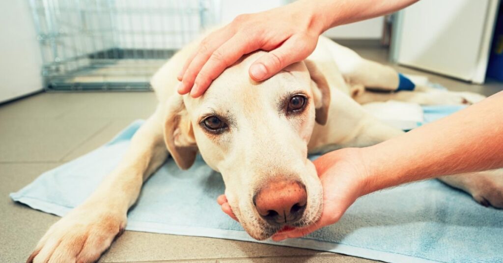 convulsao-em-cachorro:-o-que-fazer-e-quando-procurar-ajuda