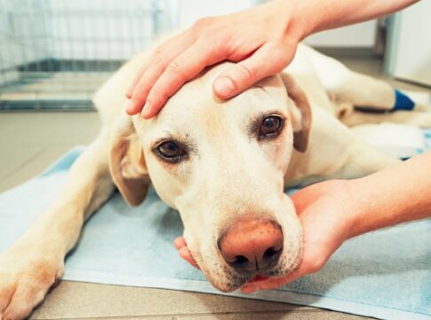 convulsao-em-cachorro:-o-que-fazer-e-quando-procurar-ajuda