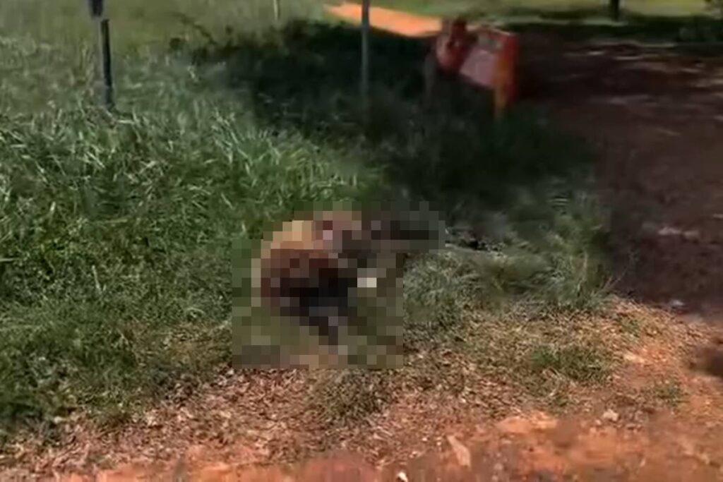 ovelha-filmada-correndo-assustada-no-tunel-rei-pele-e-encontrada-morta