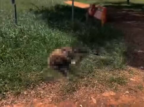 ovelha-filmada-correndo-assustada-no-tunel-rei-pele-e-encontrada-morta