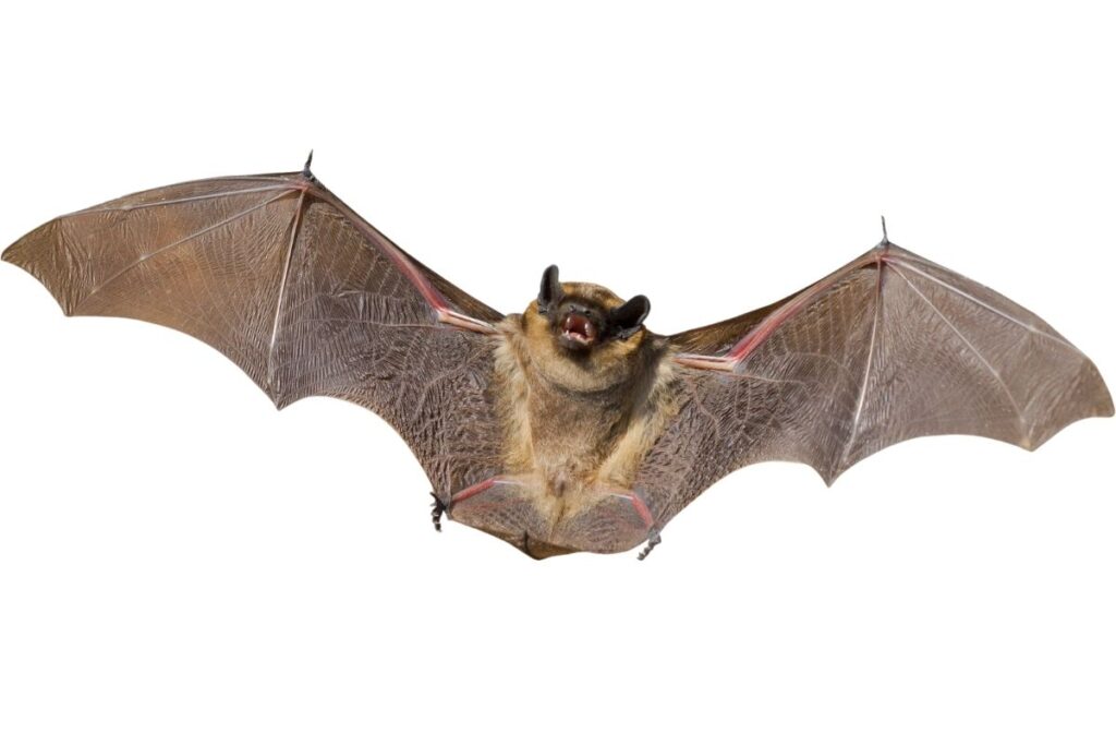 contato-com-morcego:-biologo-revela-como-agir-e-quando-buscar-ajuda