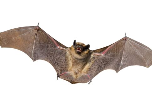 contato-com-morcego:-biologo-revela-como-agir-e-quando-buscar-ajuda