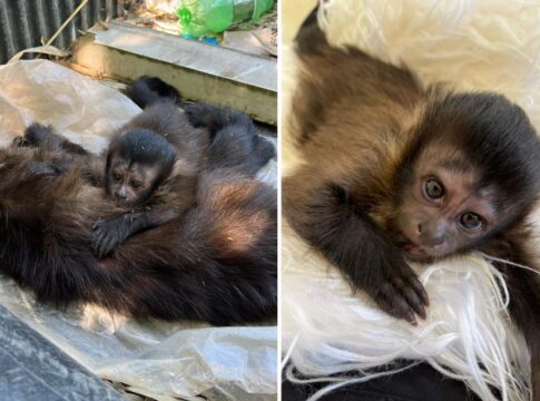 como-sera-a-vida-do-macaquinho-que-ficou-orfao-apos-a-mae-ser-atropelada.-video