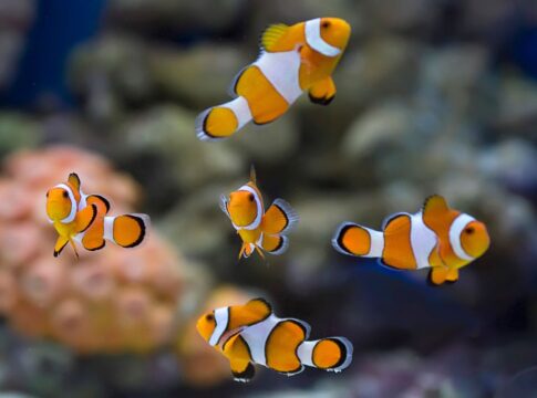 peixes-tambem-sao-pets-e-exigem-mais-cuidados-do-que-parecem