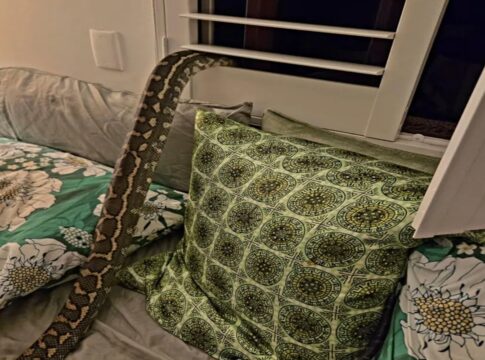 que-susto:-australiana-acorda-com-cobra-piton-de-2,5-m-em-cima-dela