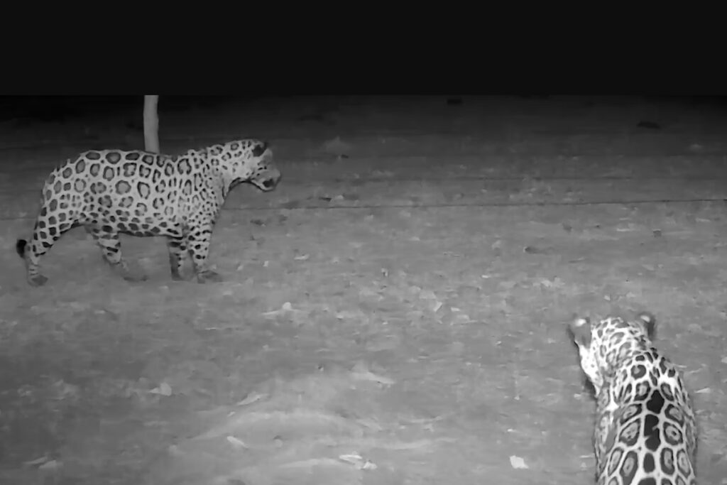 registro-raro:-oncas-pintadas-sao-flagradas-em-grupo-no-pantanal.-veja-video