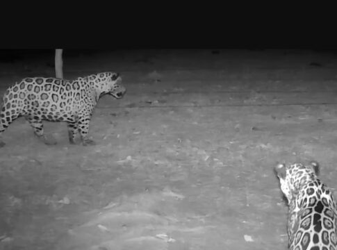 registro-raro:-oncas-pintadas-sao-flagradas-em-grupo-no-pantanal.-veja-video