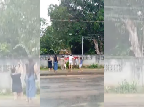 apos-mobilizar-bombeiros,-gato-preso-em-arvore-surpreende-no-resgate