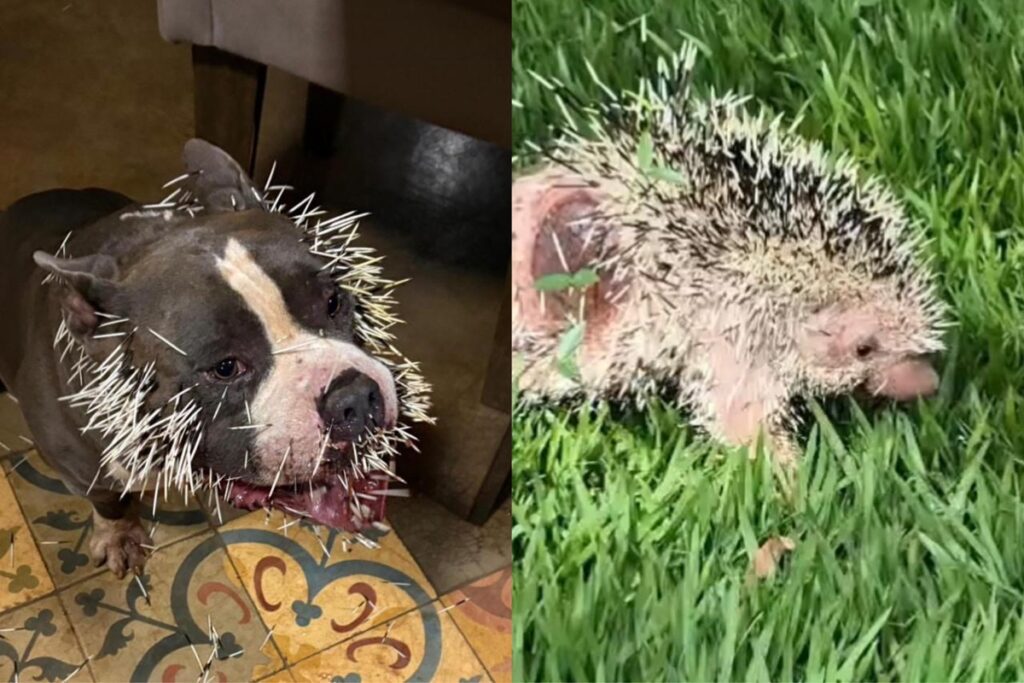 cachorro-fica-ferido-apos-ataque-de-ourico-cacheiro-em-uberlandia