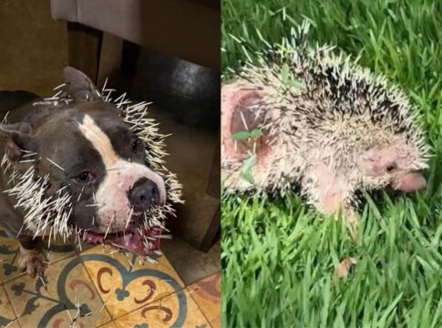 cachorro-fica-ferido-apos-ataque-de-ourico-cacheiro-em-uberlandia