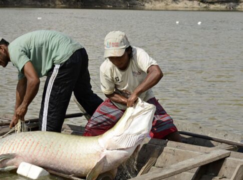 pesquisa-inedita-com-genoma-protege-especies-de-peixes-da-amazonia