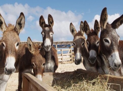 leite-de-jumenta-vira-aposta-para-saude,-cosmeticos-e-economia