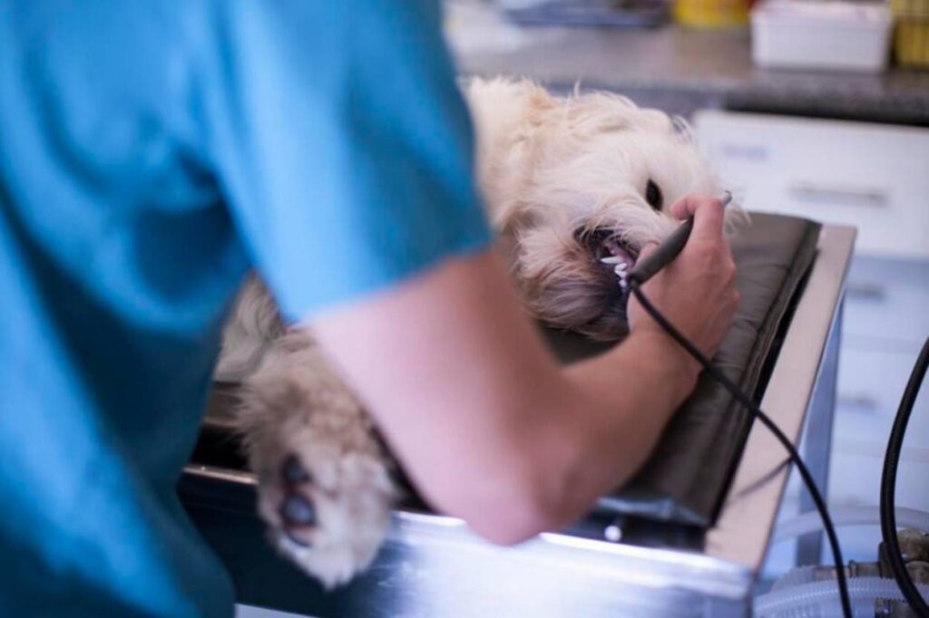 veterinario-fake-inventa-diploma,-engana-conselho-e-atua-por-5-anos-no-df