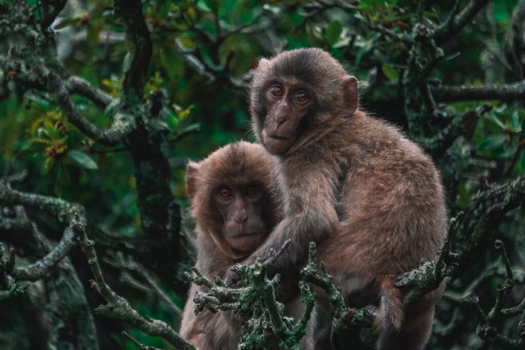 homossexualidade-em-primatas-e-influenciada-pelo-ambiente,-diz-estudo