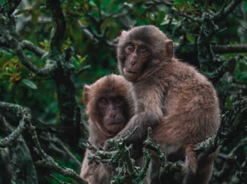 homossexualidade-em-primatas-e-influenciada-pelo-ambiente,-diz-estudo